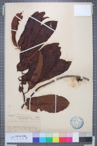 Specimen thumbnail